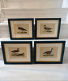 Four Antique Duck Illustrations by Benjamin Fawcett