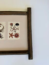 Hand coloured sea life etching from 1858 in an unusual frame