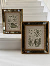 Pair of mirrored cushion-framed French botanical etchings