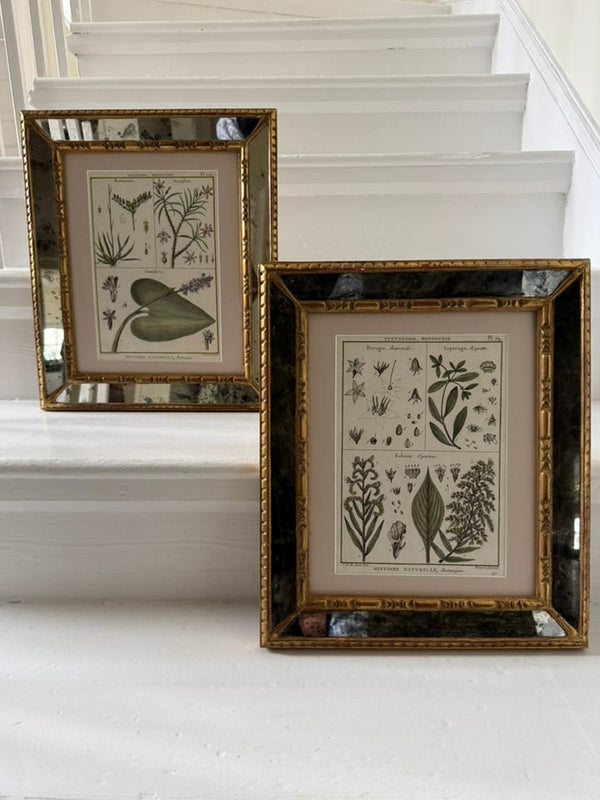Pair of mirrored cushion-framed French botanical etchings