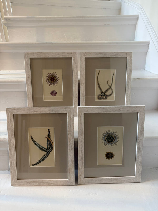 Antique sealife prints