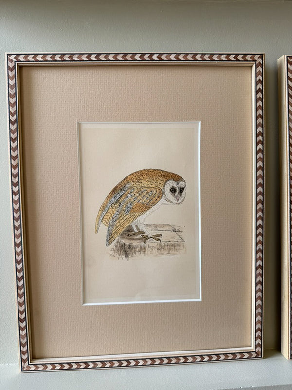 Nine antique prints of owls