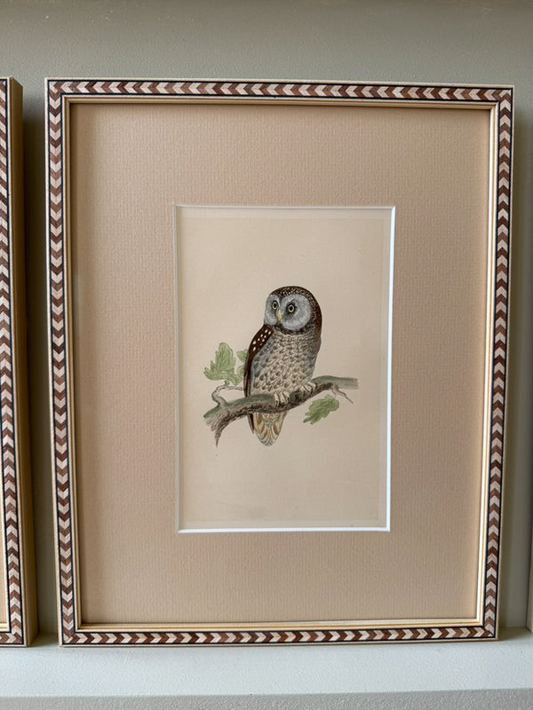 Nine antique prints of owls