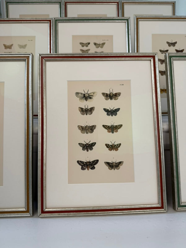 Nine engravings of moths by F. O. Morris, 1903