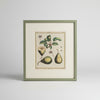 Four French botanical drawings of pears from the 1870s