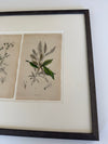 English botanic engravings from 1864