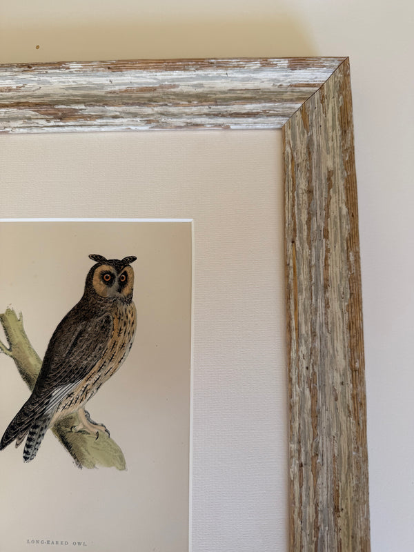 Six British Owl engravings 1895