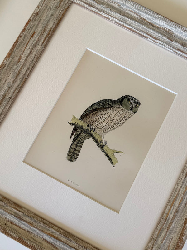 Six British Owl engravings 1895