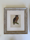 Six British Owl engravings 1895