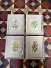 Antique wildflower prints