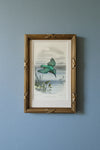 19th century Kingfisher etching in brass frame