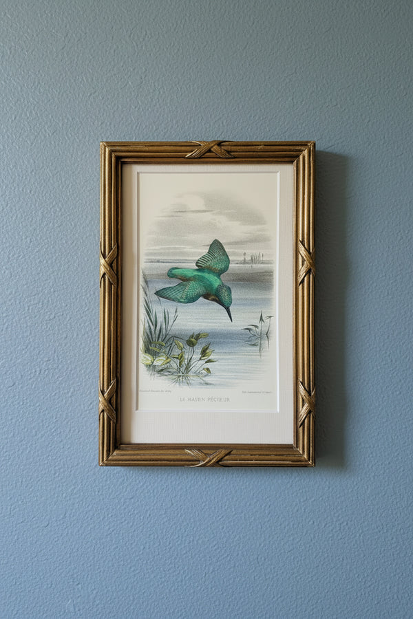 19th century Kingfisher etching in brass frame
