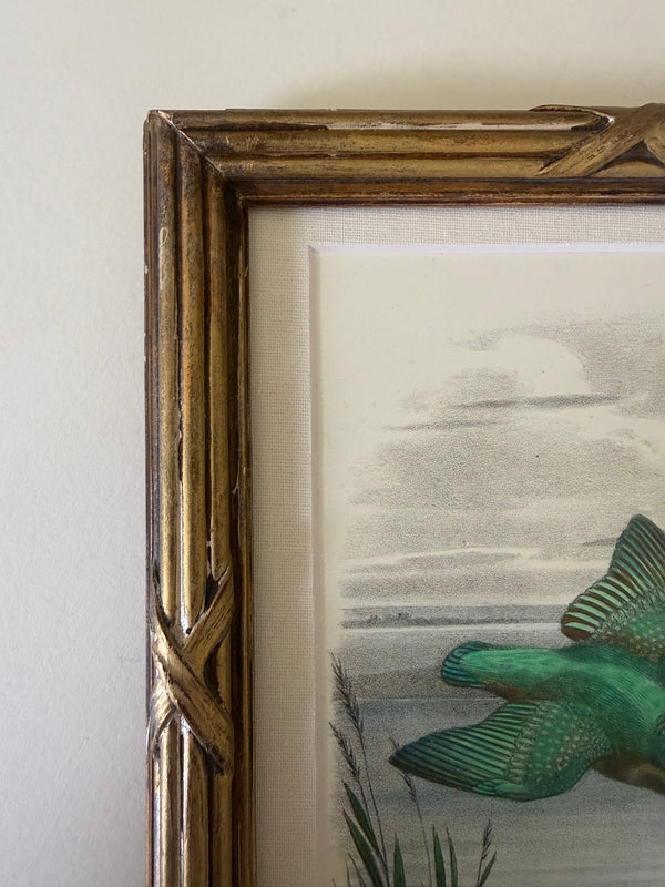 19th century Kingfisher etching in brass frame
