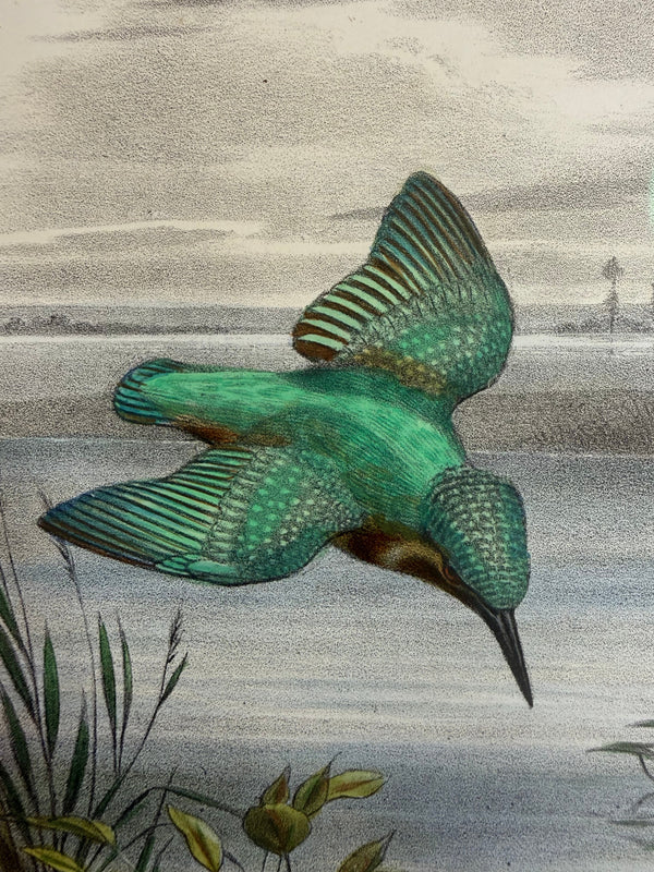 19th century Kingfisher etching in brass frame