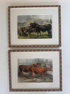 Four lithographs of Bavarian cows, 1853