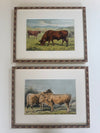 Four lithographs of Bavarian cows, 1853