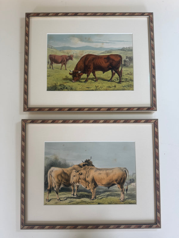 Four lithographs of Bavarian cows, 1853