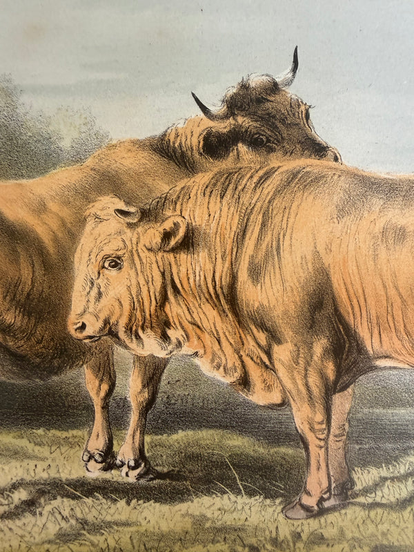 Four lithographs of Bavarian cows, 1853