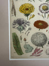 Two botanical engravings in vintage frame