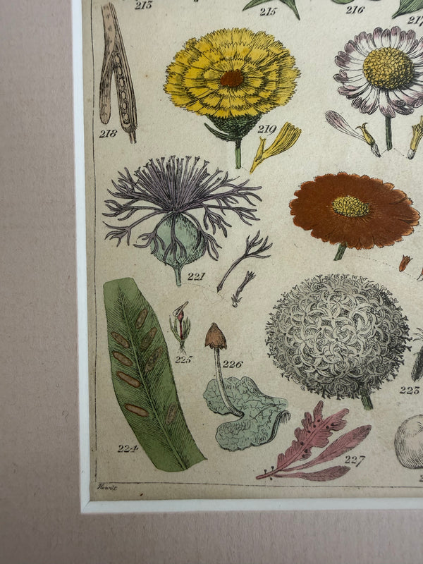 Two botanical engravings in vintage frame