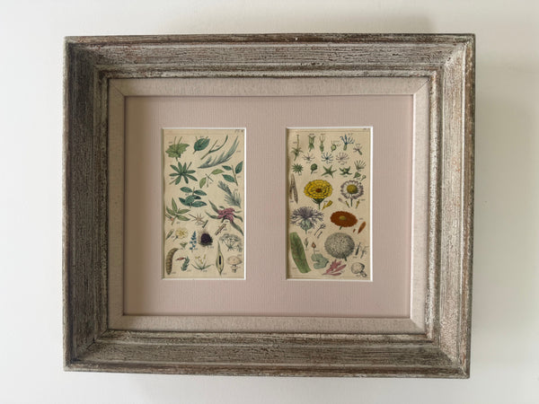 Two botanical engravings in vintage frame
