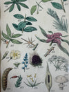 Two botanical engravings in vintage frame