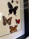 Boxframed butterflies