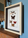 Boxframed butterflies