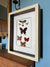 Boxframed butterflies