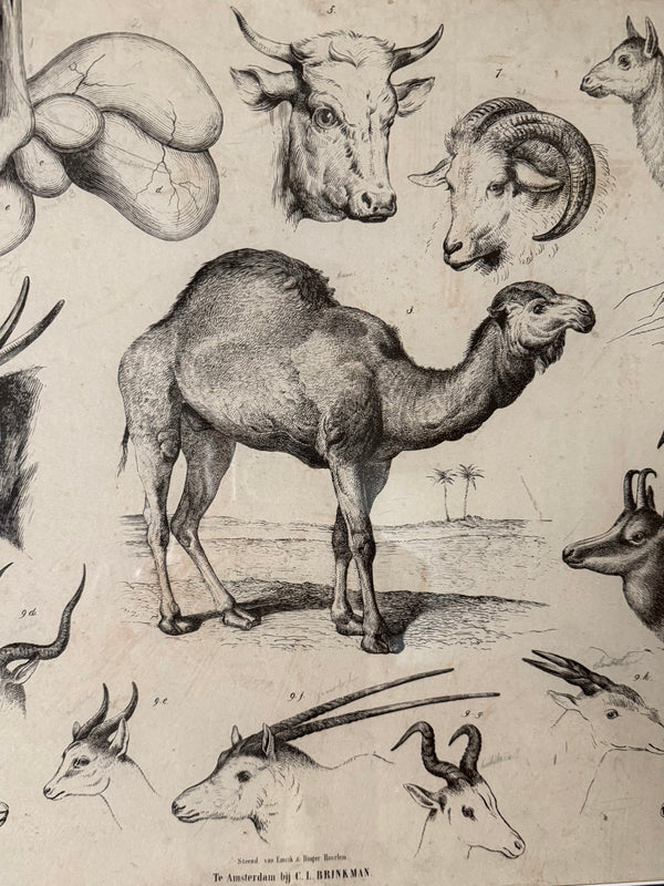 Dutch Classroom Illustrations