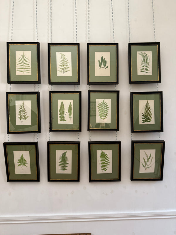 Vintage fern prints