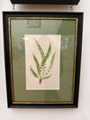 Vintage fern prints