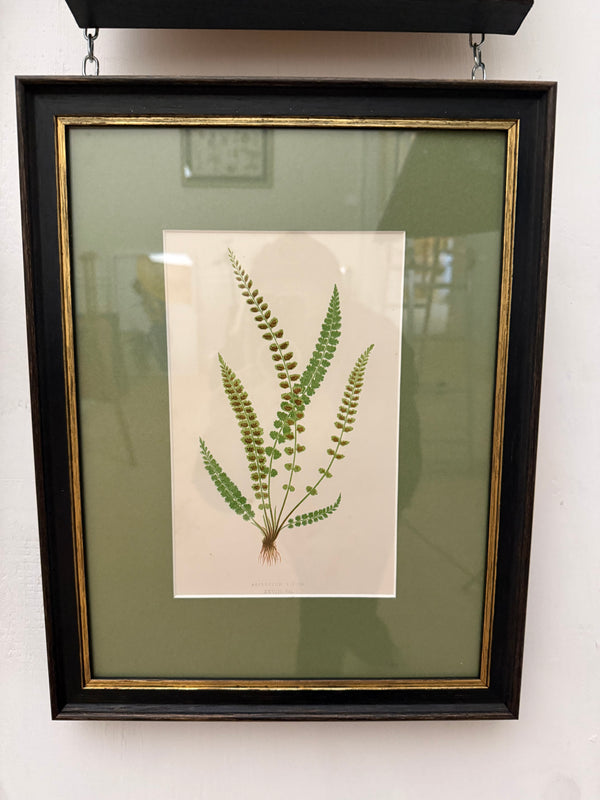 Vintage fern prints