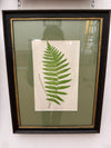 Vintage fern prints