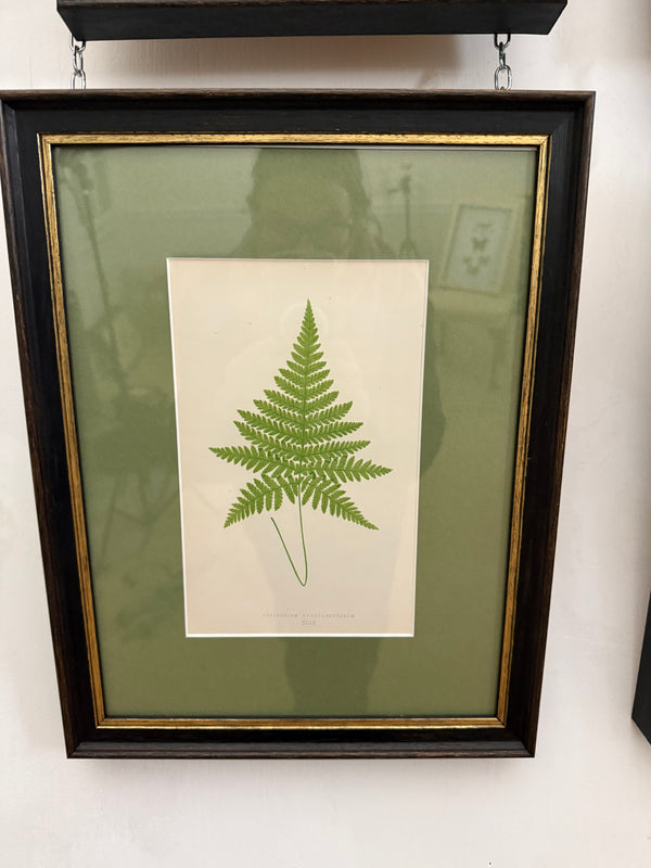 Vintage fern prints