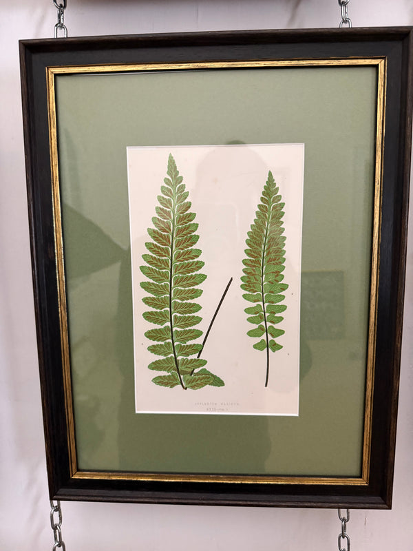 Vintage fern prints