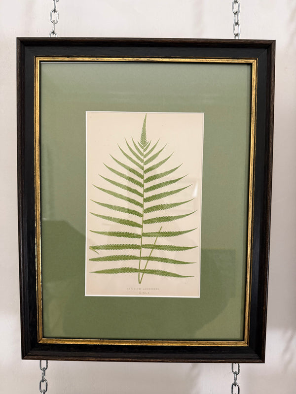 Vintage fern prints
