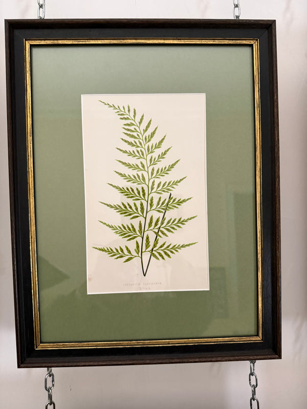 Vintage fern prints