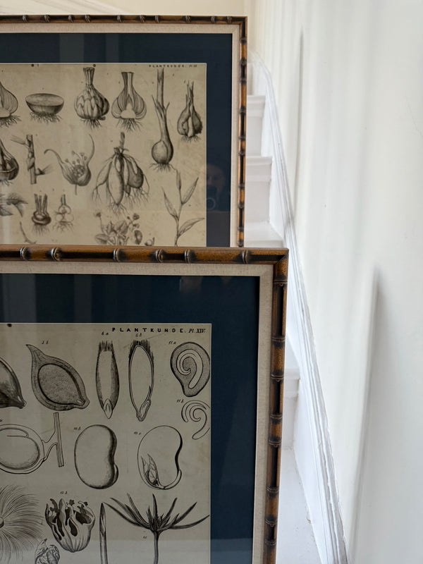 Dutch Classroom Illustrations