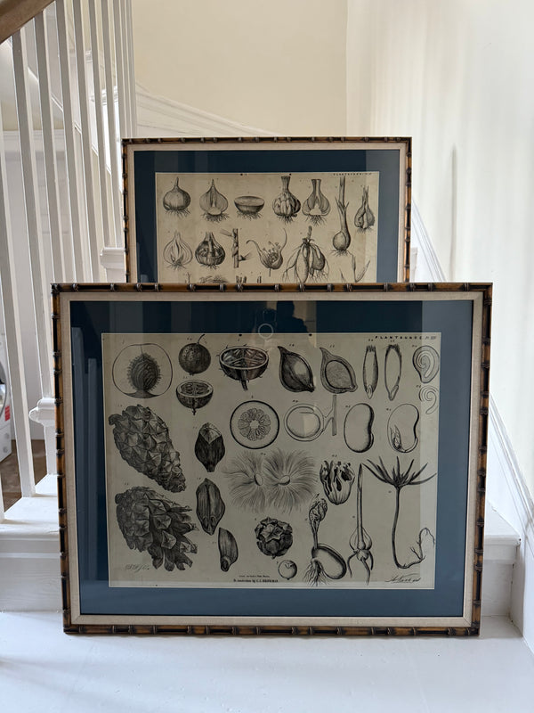 Dutch Classroom Illustrations