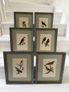 Six antique British bird prints