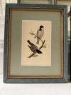 Six antique British bird prints