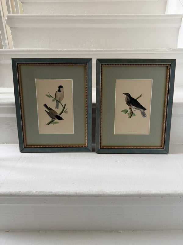 Six antique British bird prints