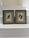 Six antique British bird prints