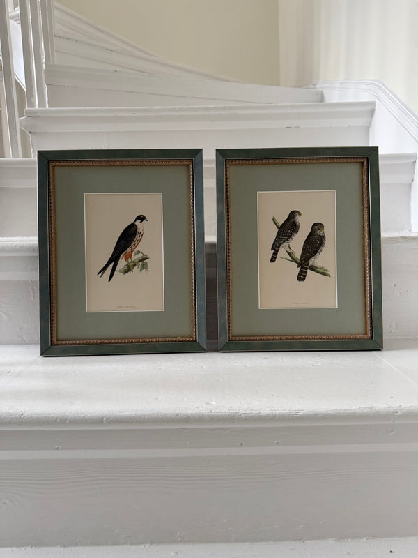 Six antique British bird prints