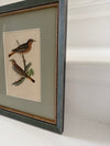 Six antique British bird prints