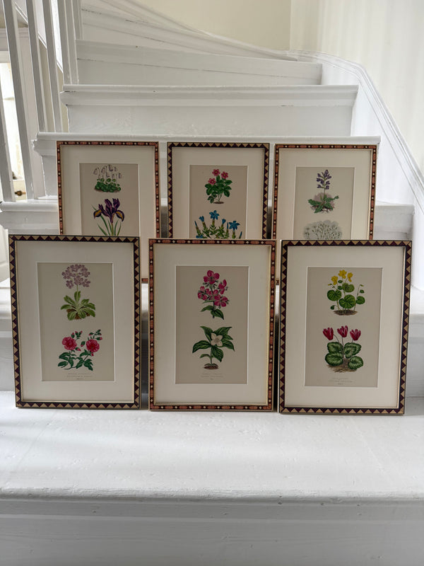 Twelve botanic engravings in marquetry frames