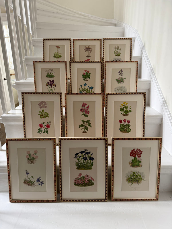 Twelve botanic engravings in marquetry frames