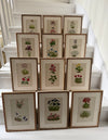 Twelve botanic engravings in marquetry frames
