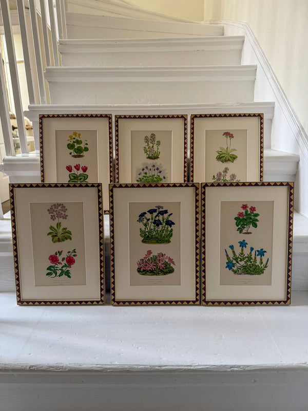 Twelve botanic engravings in marquetry frames